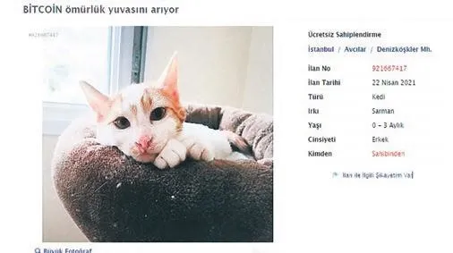 Thodex'in CEO'su Fatih Faruk Özer, 2 milyar dolarla kaçtı: Mağdurlar, icra takibine başladı-3