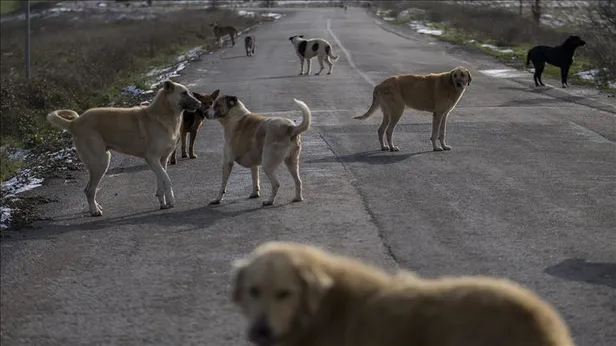 paw-guards-yoneticisi-erkin-erdogdudan-skandal-basibos-kopekler-icin-tehdit-savurdu-1691414001746.jpg Paw Guards yöneticisi Erkin Erdoğdu'dan skandal! Başıboş köpekler için tehdit savurdu-3