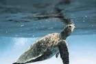 İzmit Körfezi'nde Caretta Caretta görüntülendi!
