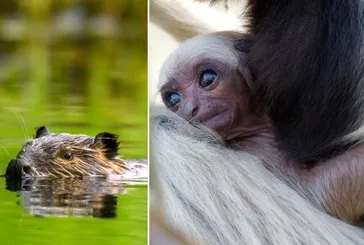 Ömür boyu tek eşli olan 7 hayvan: Eşleri ölünce yas tutuyor, yalnızlığı tercih ediyorlar