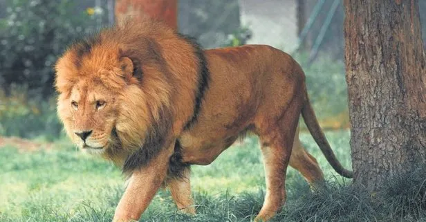 Çorum’da ’aslan görüldü’ iddiası ortalığı karıştırdı