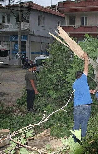 Manisa'da şiddetli fırtına! 50 yıllık ağaç devrildi