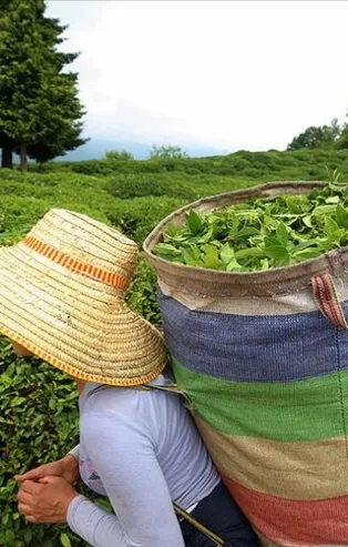 Çaydan 15 milyon dolar