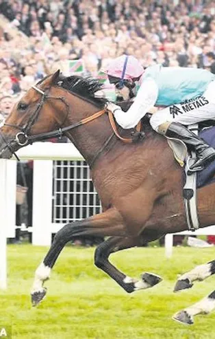 Yaşayan efsane İngiliz safkan Frankel