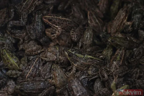 Günlük 900 lira kazanıyorlar! Türkiye'nin birçok ilinden toplanan kurbağalar Avrupa'ya ihraç ediliyor - 33