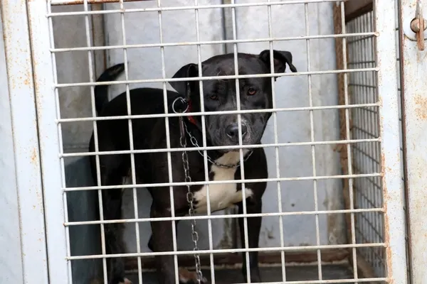 safkan-kangal-kopeginin-merkezi-sivasta-pitbull-ile-sokaga-cikan-genc-adama-yaklasik-14-bin-982-tl-para-cezasi-1641296242107.jpg Safkan Kangal köpeğinin merkezi Sivas'ta pitbull ile sokağa çıkan genç adama yaklaşık 14 bin 982 TL para cezası kesildi-5