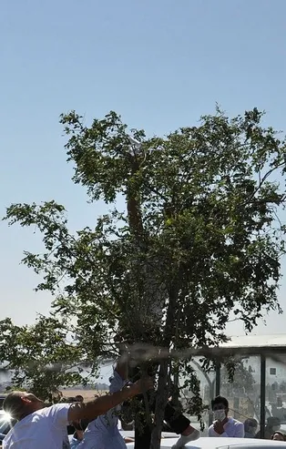 Gaziantep'te ilginç olay: Rüzgarın uçurduğu YKS giriş belgesi ağacın dalına takıldı