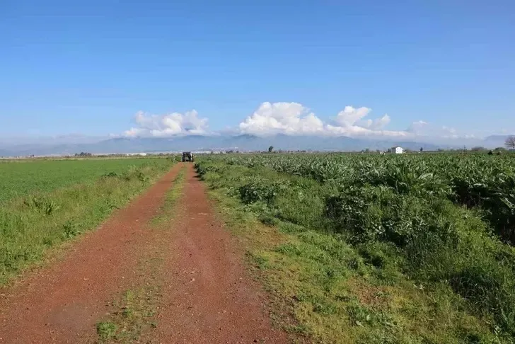 Yetiştiren paraya para demiyor: Altın yanında solda sıfır kalır! Tarlada 25 TL, tabakta 350 TL'den satılıyor!-9