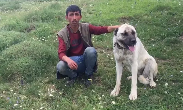 kangal-kopegi-koyun-surusune-yaklasan-ayiyi-kovaladi-1654174733131.jpg