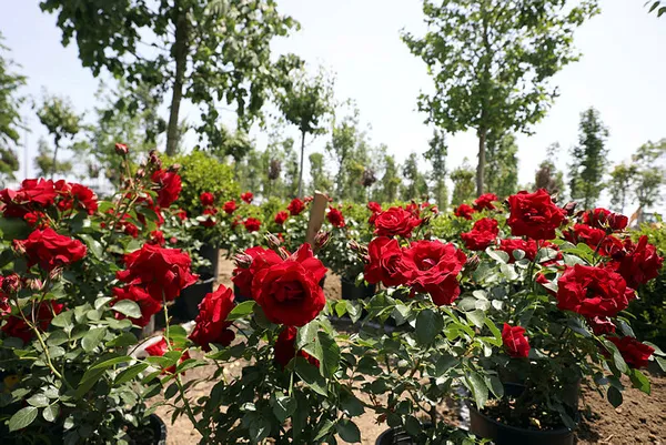 istanbulun-fethinin-coskusu-ataturk-havalimani-millet-bahcesinde-baskan-erdogan-ilk-fidanlari-toprakla-bulustu-1653820756838.jpg İstanbul'un Fethi'nin coşkusu Atatürk Havalimanı Millet Bahçesi'nde! Başkan Erdoğan'dan tarihi mesajlar: Son nefesimize kadar buradayız-12