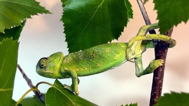 Erzurumda bukalemun vakası! Maydonoz kasasından çıktı 2400 km yol katetti... Bu ilk değil bir benzeri Tokatta yaşandı
