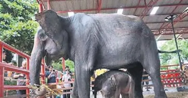 Doğanın mucizesi: Tayland’da 36 yaşındaki bir fil ikiz doğurdu