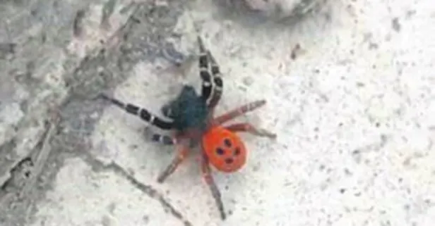 Uğurböceği görünümlü örümcek!