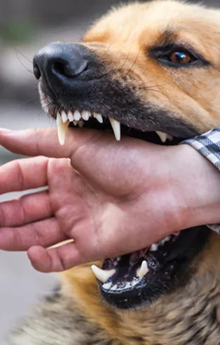 Rüyada köpek ısırdığını görmek ne anlama gelir?
