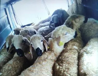 133 koyun çalan 4 hırsız yakalandı
