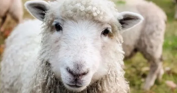 kurban-bayrami-nasil-ortaya-cikti-kurban-bayraminin-kuran-i-kerimdeki-yeri-ve-onemi-nedir-1657275843268.jpg Kurban Bayramı'nın Kur'an-ı Kerim'deki yeri ve önemi nedir? Kurban Bayramı nasıl ortaya çıktı?-3