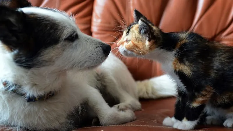 159 kedi ve 7 köpekle yaşıyorlardı: Mahkeme karar verdi!-1