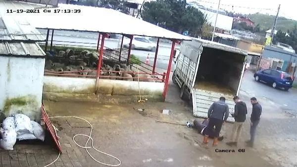 Fırçayla durdurmak istediği dana hastanelik etti! O anlar kamerada-6