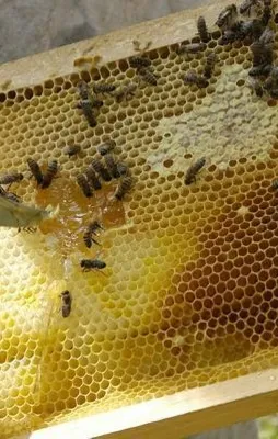 Rekor üretim bile yetmedi