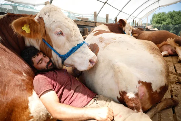 kurban-bayrami-icin-eruzurumdan-istanbula-getirdigi-bogasiyla-uyuyor-1626336448311.jpg Kurban Bayramı için Erzurum'dan İstanbul'a getirdiği boğasıyla uyuyor-4