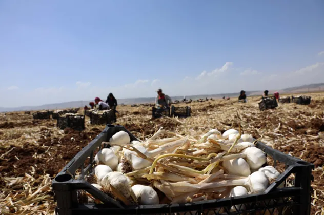 Son dakika: Tarlada 8 markette 40 lira! Gaziantep'te sarımsak hasadı başladı