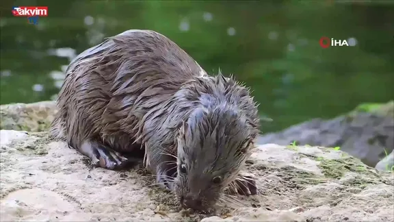 Su samuru avladığı yengeci yerken görüntülendi
