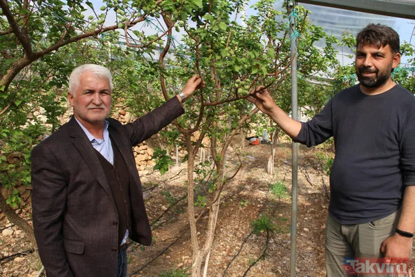 Daha önce yere dökülüyordu! Kayısı çağlasının kilosu 100 TL'den satılıyor - 10