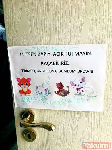 Kapatın kapıları kedicikler kaçmasın