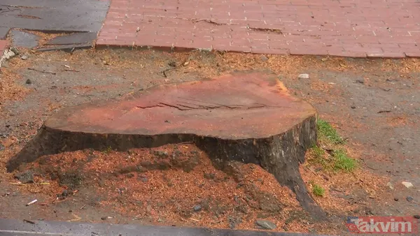 CHP'li İBB'nin ağaç katliamına sessiz kalan sözde çevrecilerin ikiyüzlülüğü! AK Parti: "Bu zihniyet, nobran bir zihniyettir” - 8