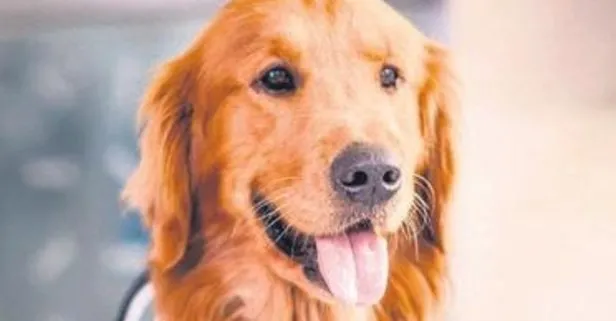 Köpekler kanser tespitlerinde kullanılabilecek