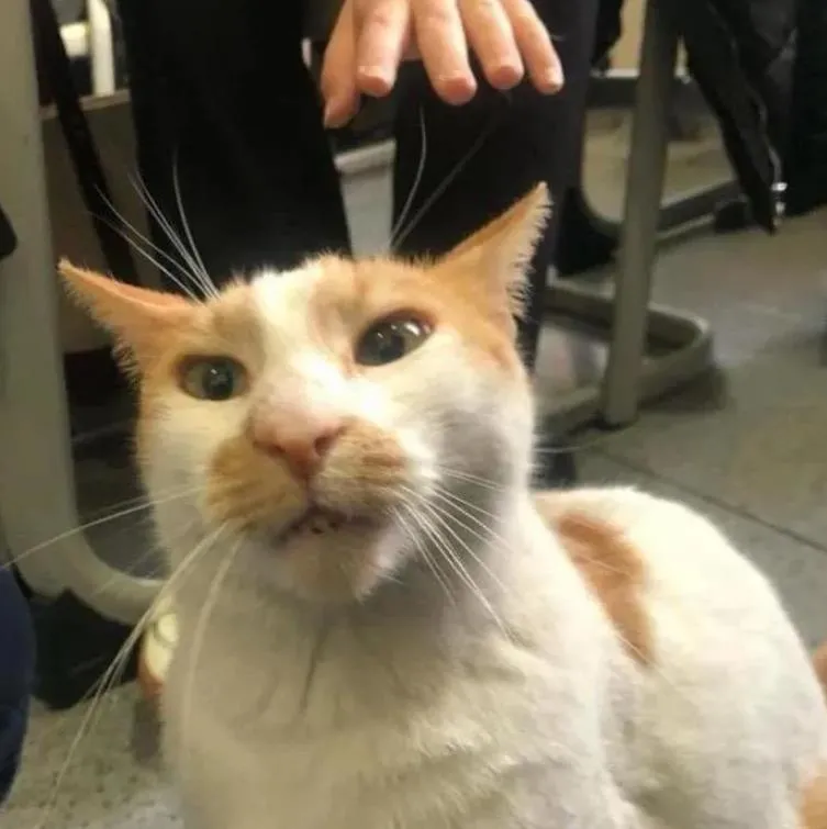 1711467206518.jpeg Kedi Eros'tan sonra bir vahşet daha | Cani öğretmen okulun kedisi Faruk'u 5. kattan attı! 2 bacağı kırıldı iç kanama geçirdi...-6