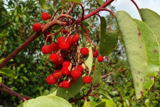 Kelliğin ilacı sandal ağacı