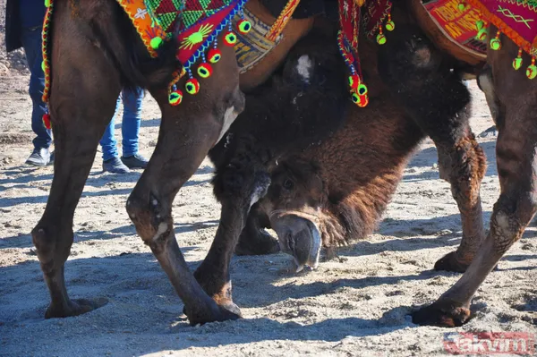 Son anda kurtuldular! Manisa'da deve güreşlerinde ezilme tehlikesi - 35