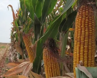 Koronavirüsü ekonomiyi de vurdu! Salgın endişeleriyle fiyatlar geriledi