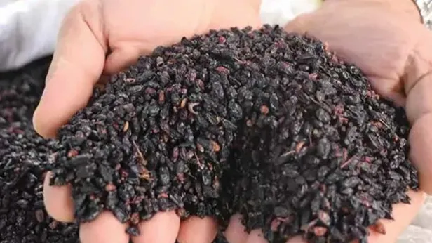 Sadece Sivasta bulunan mucize bitki! Türkiyede kıymeti bilinmiyor! Ruslar gördüğü yerde kapışıyor