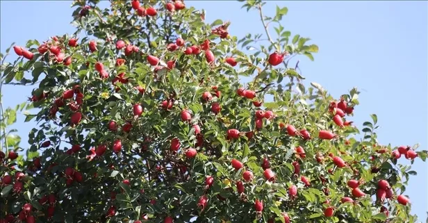 Kabızlığa kuşburnu