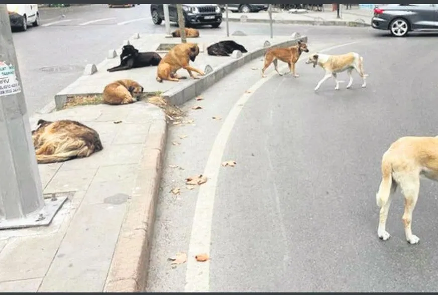 ’Ciğer’ yarası