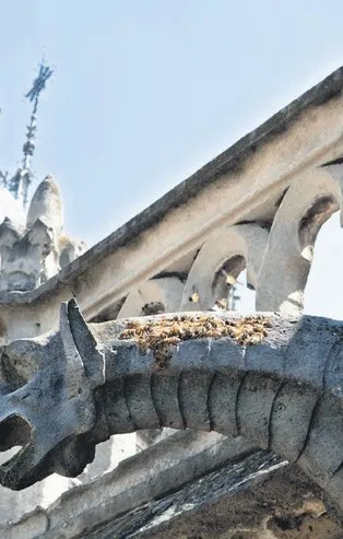 Notre Dame Katedrali'ndeki yangından kurtuldular!