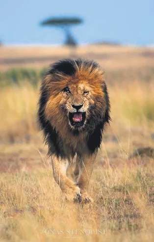 Maasai Mara'nın en ikonik aslanı Scarface öldü