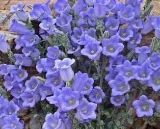 Bu çiçeği koparana 41 bin lira ceza