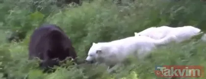 Dev pitonun yuvasına girdi! Böylesi daha önce hiç görülmedi ölümü göze aldı