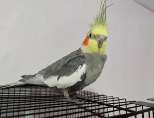 Papağan her sabah o parçayla uyandırıyor