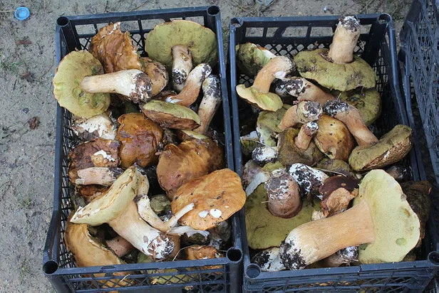 Adeta akın ettiler! Kilosu 30 liradan satılıyor!-2