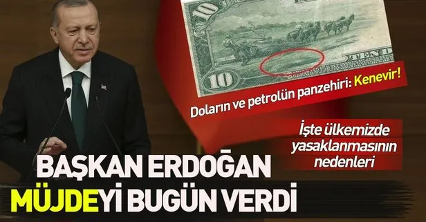 Petrolün ve doların panzehiri: Kenevir! Kenevir Türkiye’de neden yasaklandı? İşte kenevirin kullanım alanları