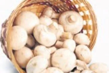 Gençlik için mantar