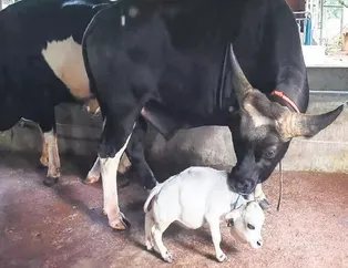 Cüce inek sadece 51 santim