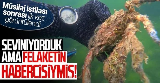 Seviniyorduk ama felaketin habercisiymiş!