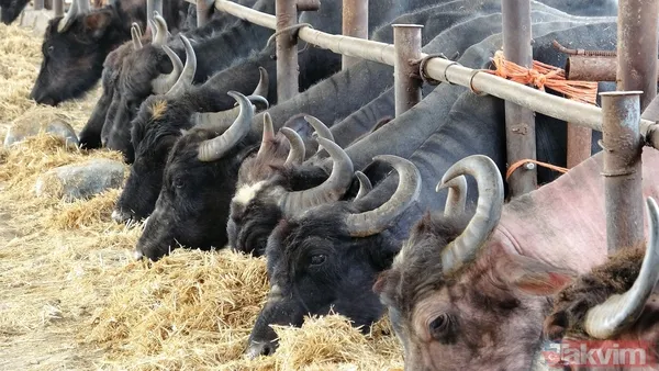Başkan Erdoğan manda yoğurdunu tavsiye etti! Tokat manda yoğurdu üretiminde önde gelen şehirlerden - 1