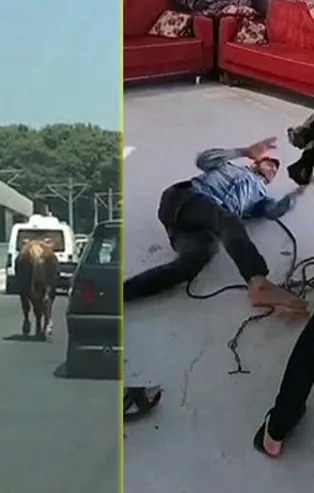 Antalya’da firari danalar trafiğe karışırken bir tanesi acemi kasabı betona fırlattı