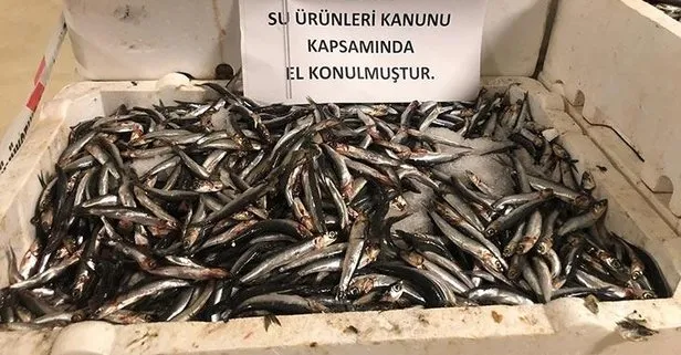 Marmara Denizi’nde yapılan denetimlerde 53 ton balığa el konuldu